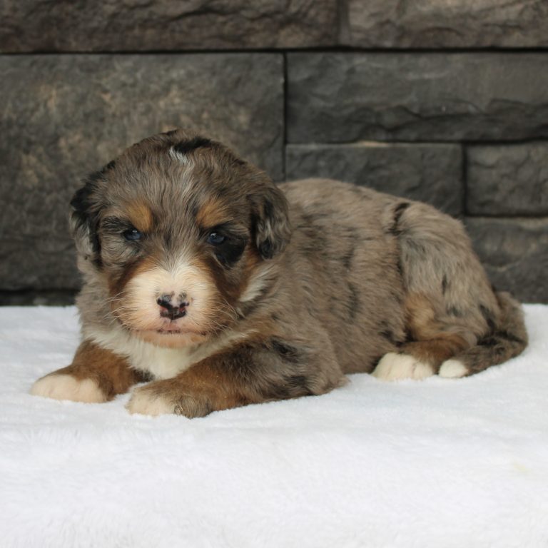 blue merle tri-color female F1 standard Bernedoodle Parents genetically tested and OFA tested.
