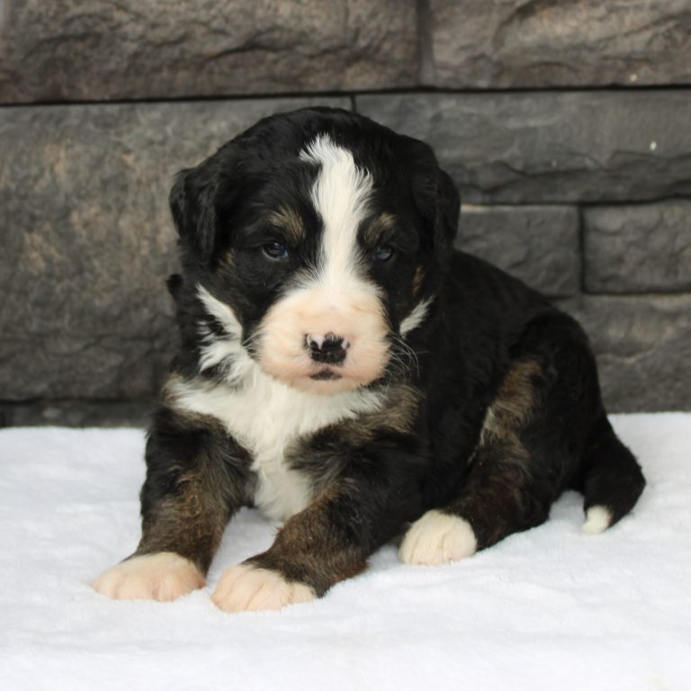 BLACK tri-color male F1 standard Bernedoodle Parents genetically tested and OFA tested.