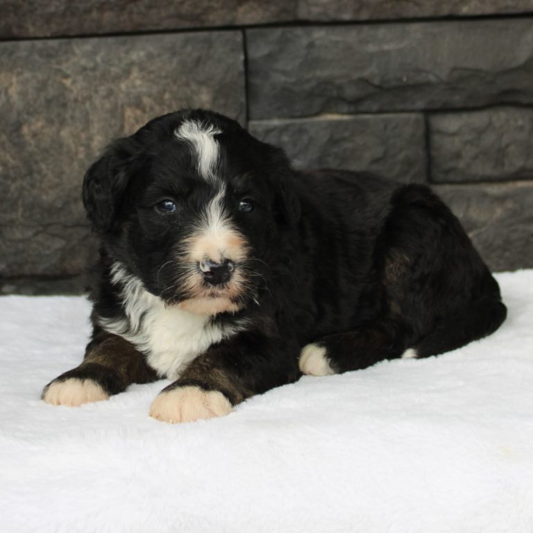 BLACK tri-color male F1 standard Bernedoodle Parents genetically tested and OFA tested.
