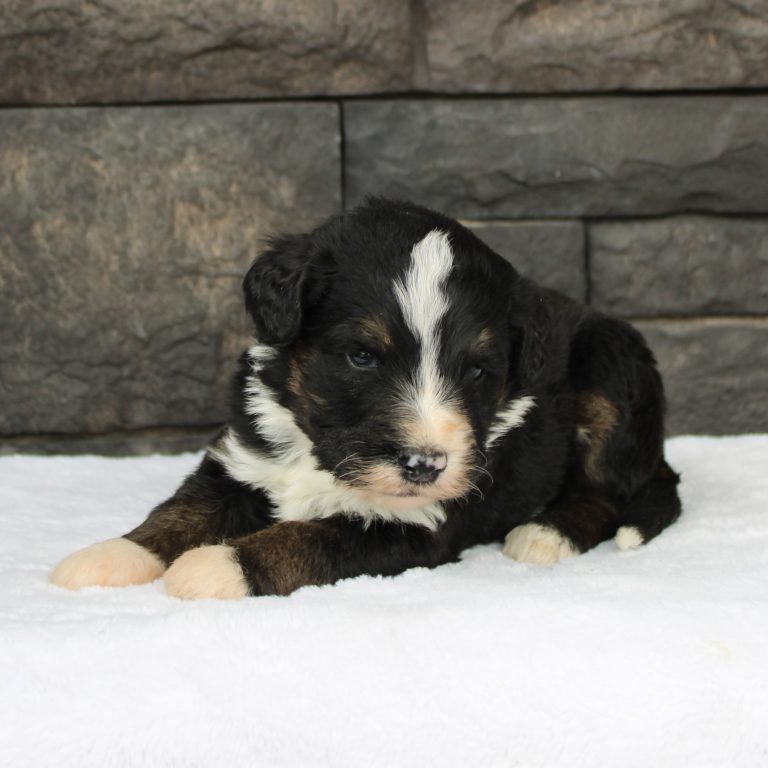BLACK tri-color male F1 standard Bernedoodle Parents genetically tested and OFA tested.