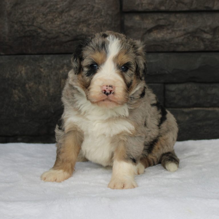 Blue Merle tri-color male F1 standard Bernedoodle Parents genetically tested and OFA tested.
