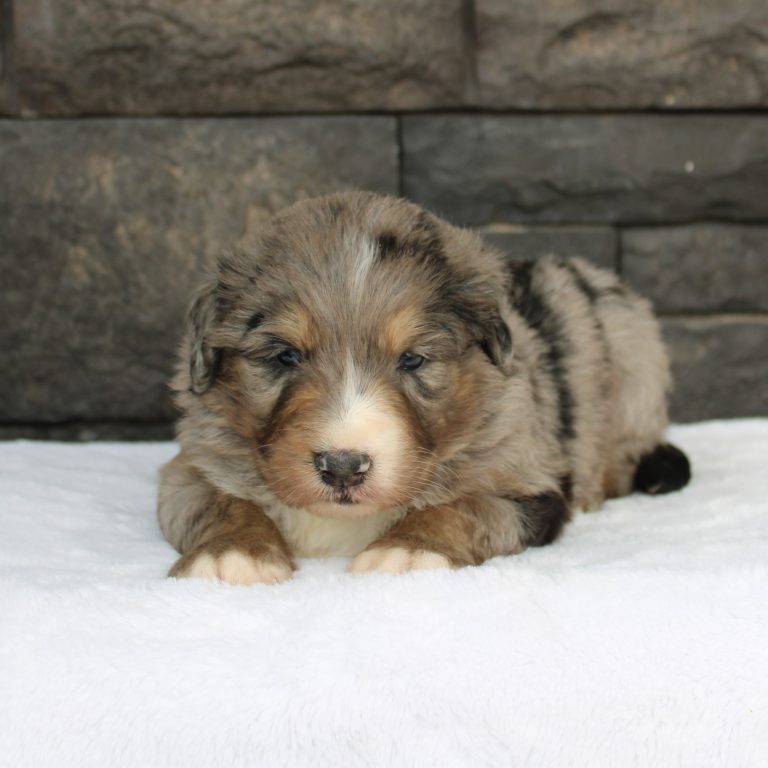 Blue Merle tri-color male F1 standard Bernedoodle Parents genetically tested and OFA tested.