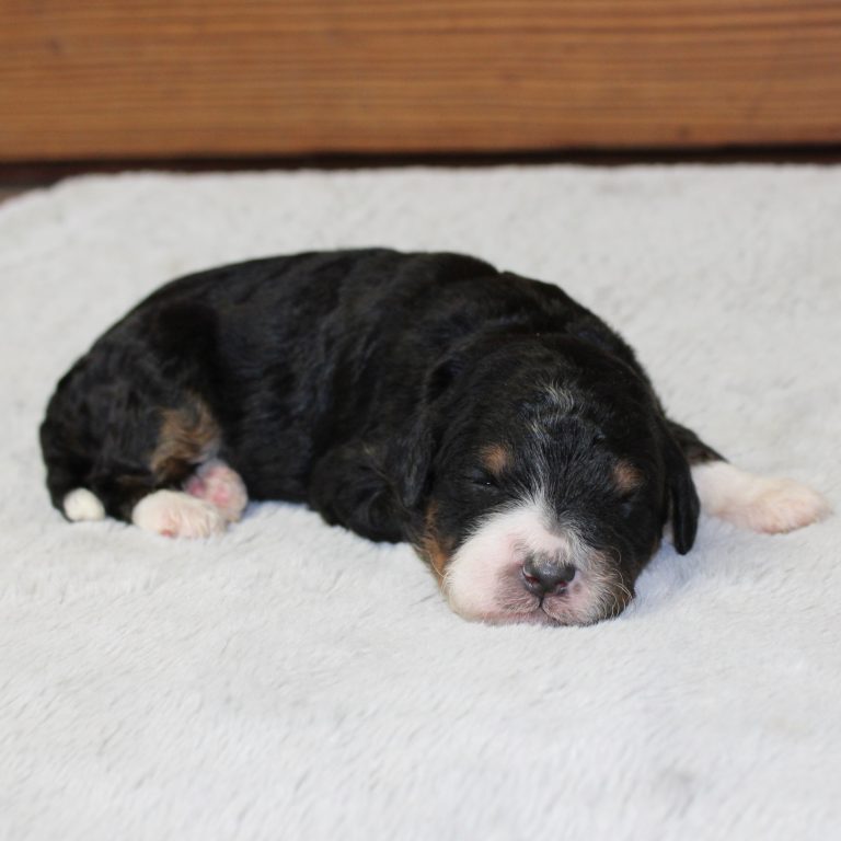 F1b Tiny micro-mini Bernedoodle female black tri-color