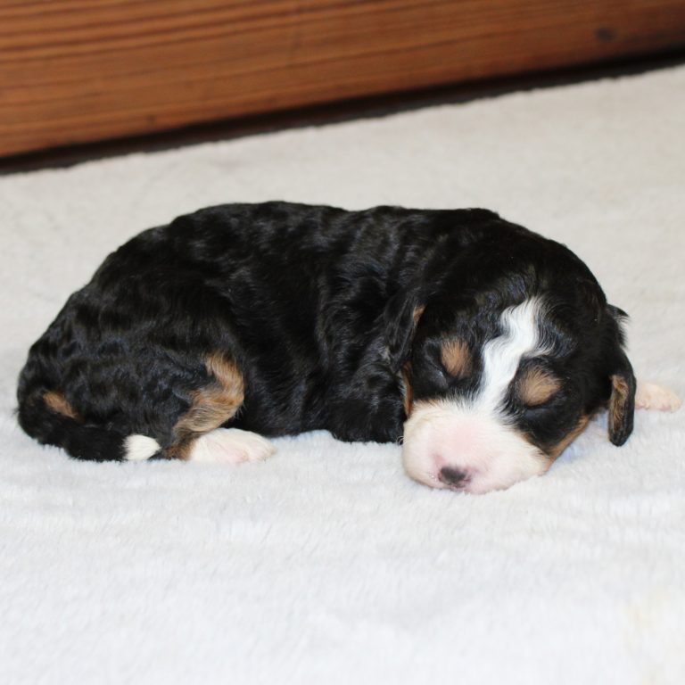 F1b Tiny micro-mini Bernedoodle female black tri-color