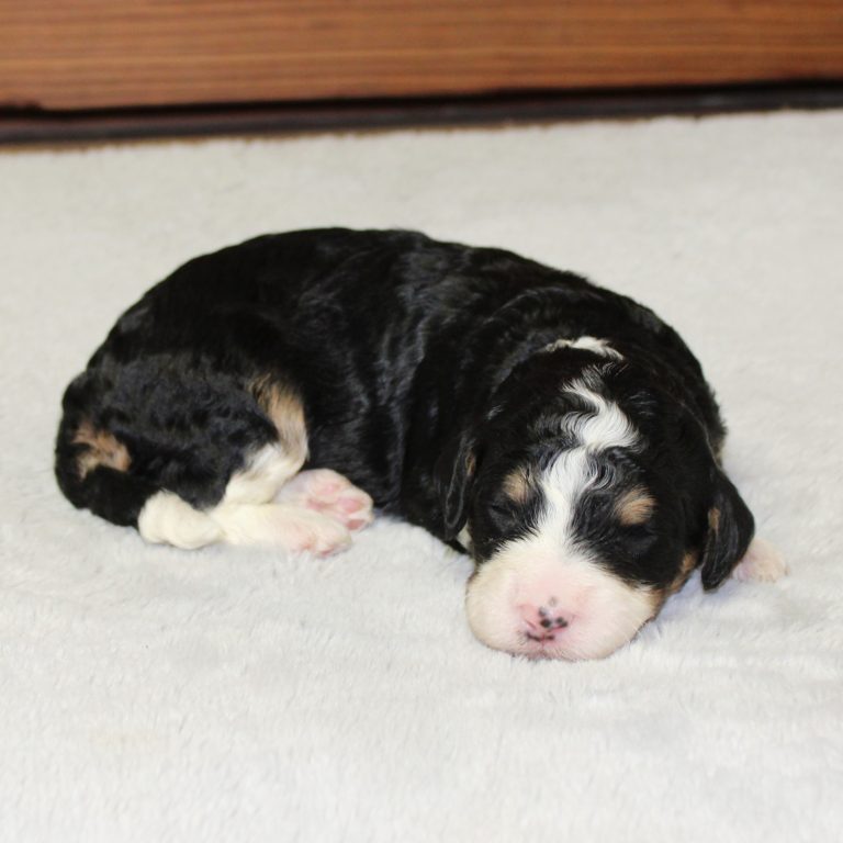 F1b Tiny micro-mini Bernedoodle female black tri-color