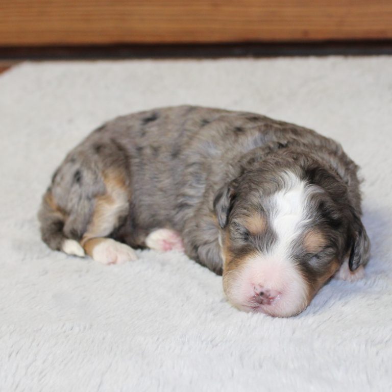 F1b Tiny micro-mini Bernedoodle female blue merle tri-color