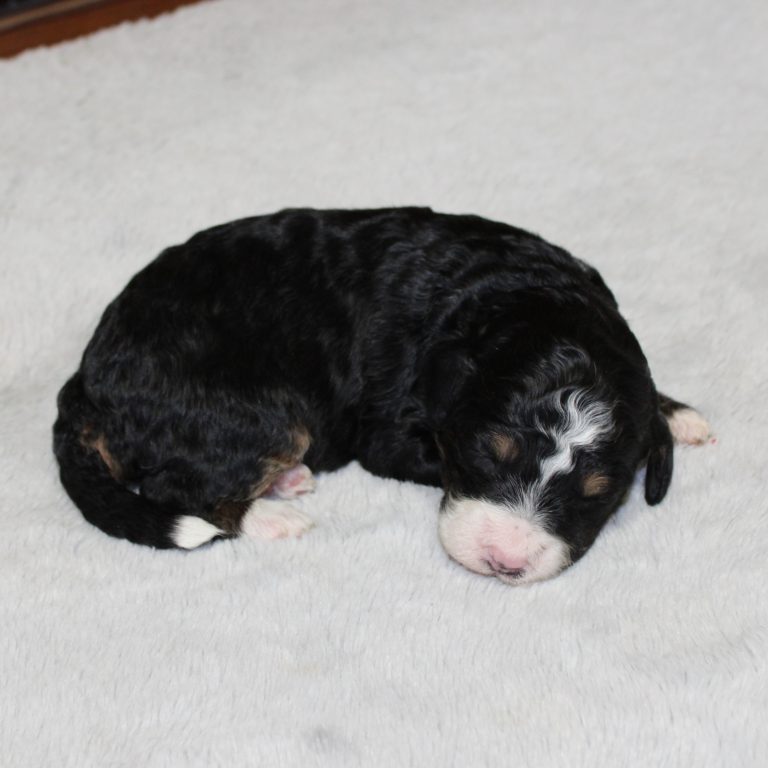 F1b Tiny micro-mini Bernedoodle male black tri-color
