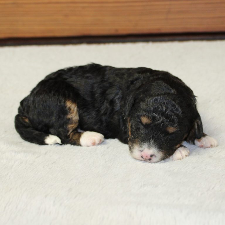 F1b Tiny micro-mini Bernedoodle male black tri-color