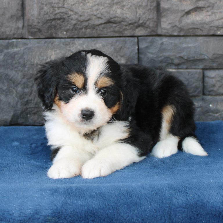 black tri-color female F1 mini Bernedoodle Parents genetically tested and OFA tested.