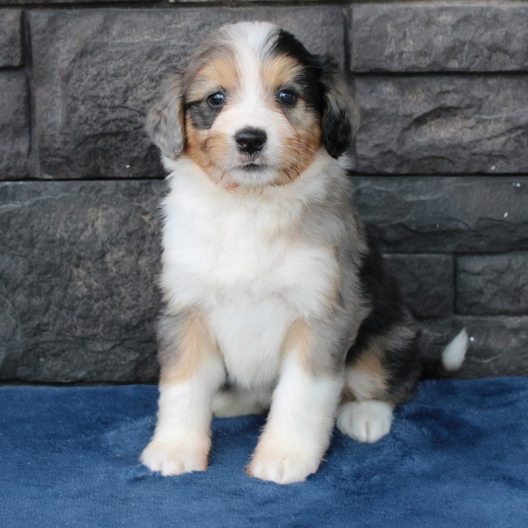 BLUE MERLE tri-color female F1 mini Bernedoodle Parents genetically tested and OFA tested.