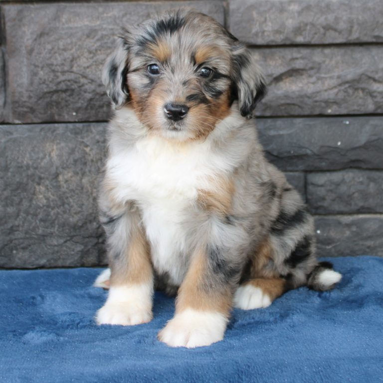 BLUE MERLE tri-color female F1 mini Bernedoodle Parents genetically tested and OFA tested.
