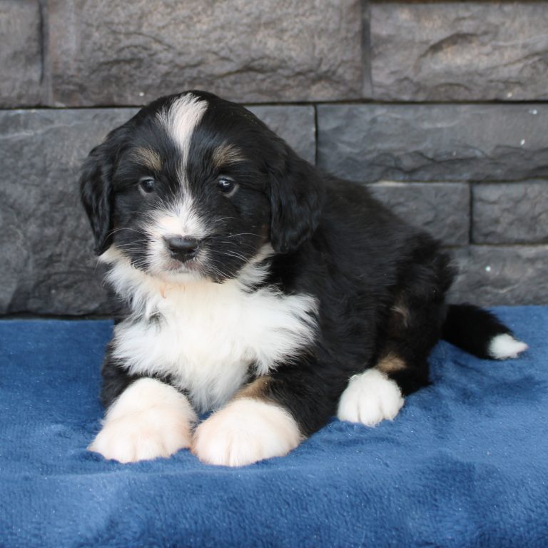 F1 black tri-color mini Bernedoodle male. Health tested, genetic clear, OFA Tested