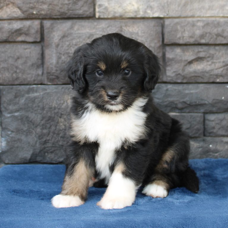 F1 black tri-color mini Bernedoodle male. Health tested, genetic clear, OFA Tested