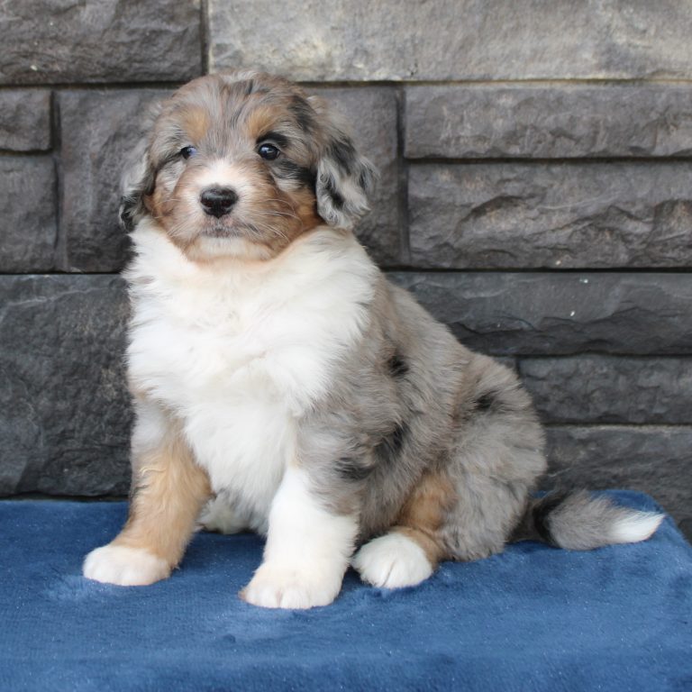 F1 merle tri-color mini Bernedoodle male. Health tested, genetic clear, OFA Tested