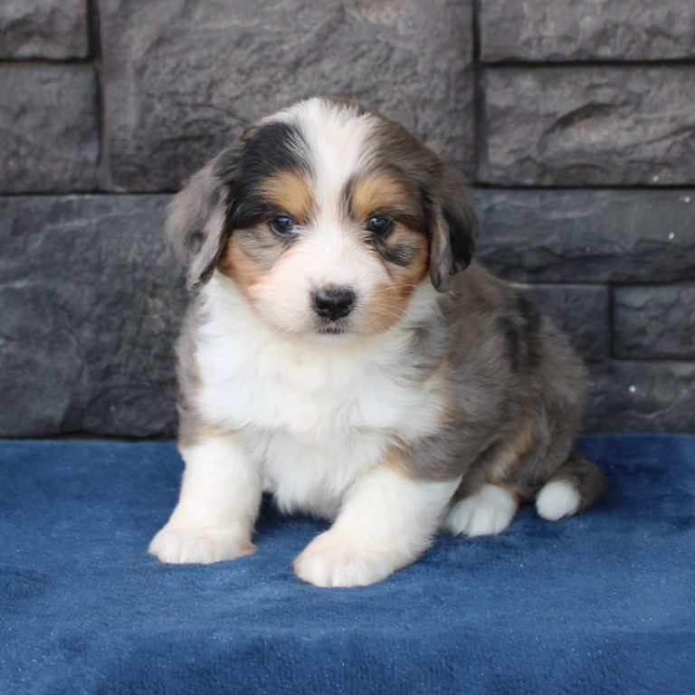 F1 merle tri-color mini Bernedoodle male. Health tested, genetic clear, OFA Tested