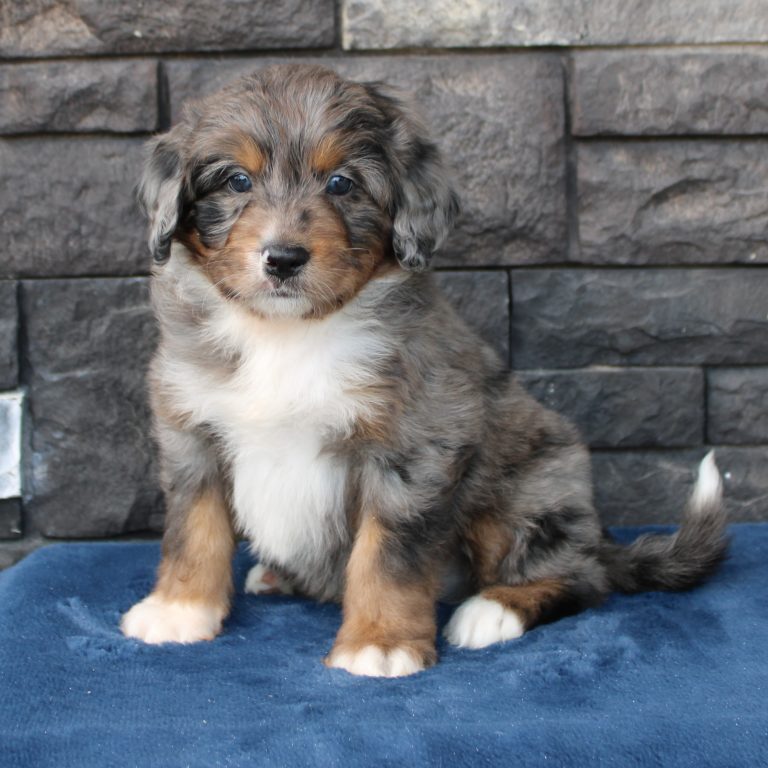 F1 merle tri-color mini Bernedoodle male. Health tested, genetic clear, OFA Tested