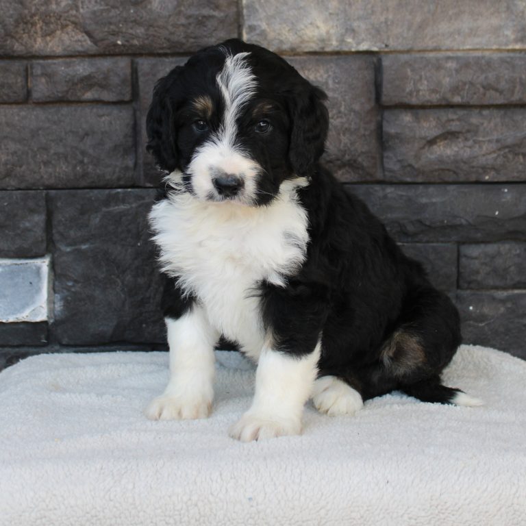 black tri-color female F1 standard Bernedoodle Parents genetically tested and OFA tested.
