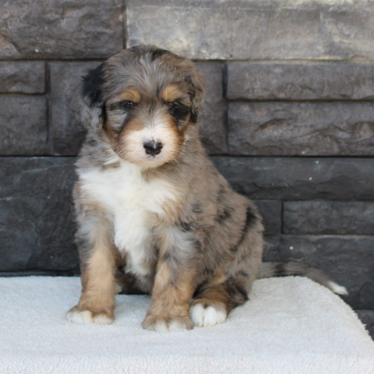 blue merle tri-color female F1 standard Bernedoodle Parents genetically tested and OFA tested.