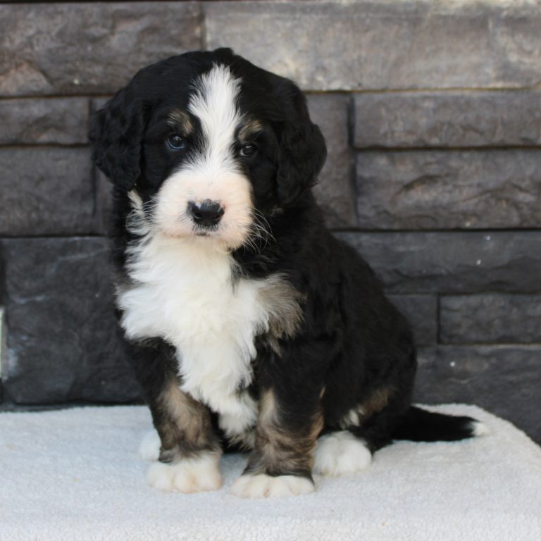 BLACK tri-color male F1 standard Bernedoodle Parents genetically tested and OFA tested.