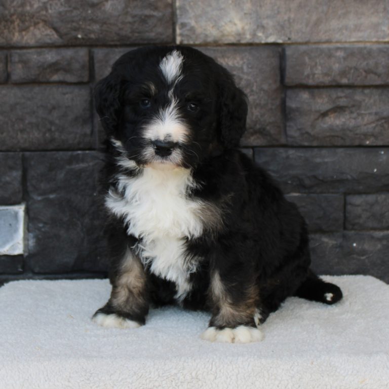 BLACK tri-color male F1 standard Bernedoodle Parents genetically tested and OFA tested.