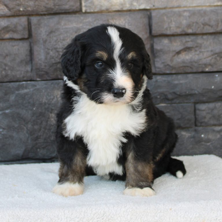 BLACK tri-color male F1 standard Bernedoodle Parents genetically tested and OFA tested.