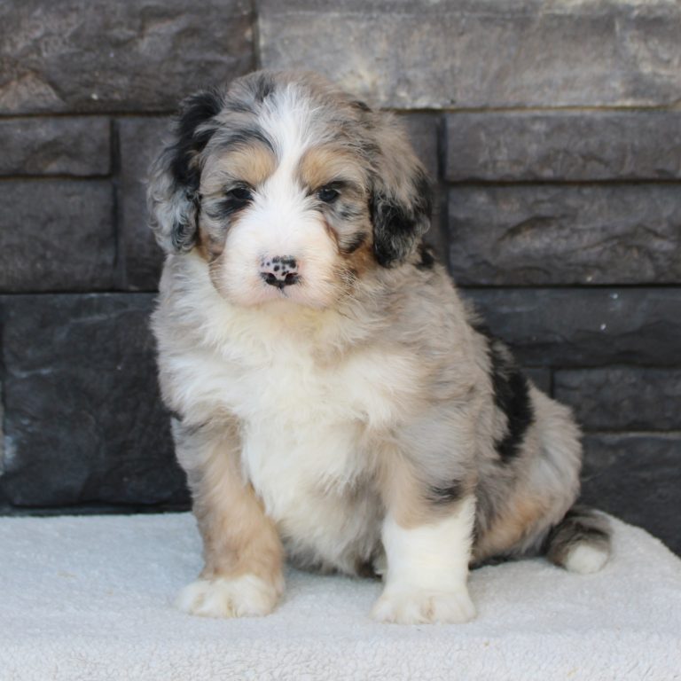 Blue Merle tri-color male F1 standard Bernedoodle Parents genetically tested and OFA tested.