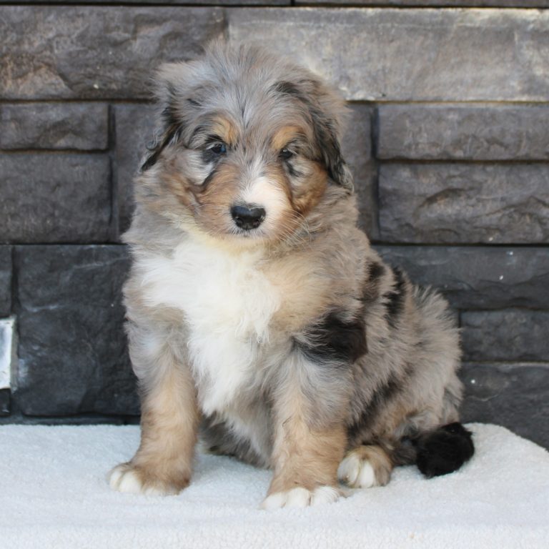 Blue Merle tri-color male F1 standard Bernedoodle Parents genetically tested and OFA tested.