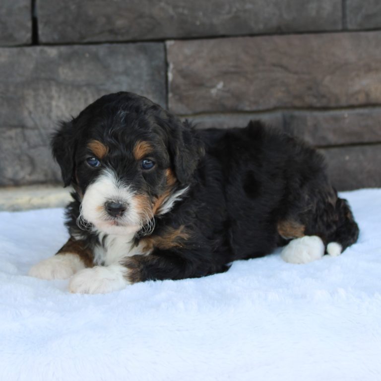 F1b Tiny micro-mini Bernedoodle female black tri-color