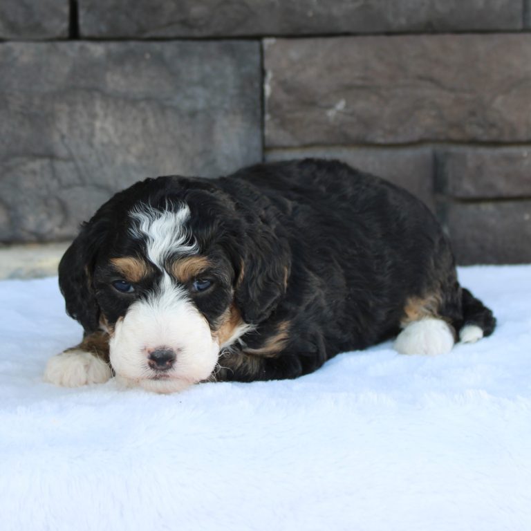 F1b Tiny micro-mini Bernedoodle female black tri-color
