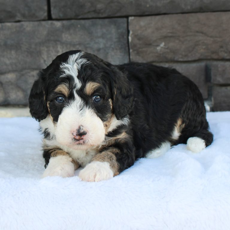 F1b Tiny micro-mini Bernedoodle female black tri-color