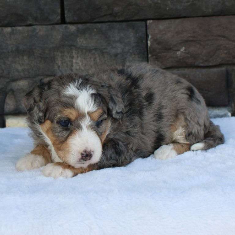 F1b Tiny micro-mini Bernedoodle female blue merle tri-color