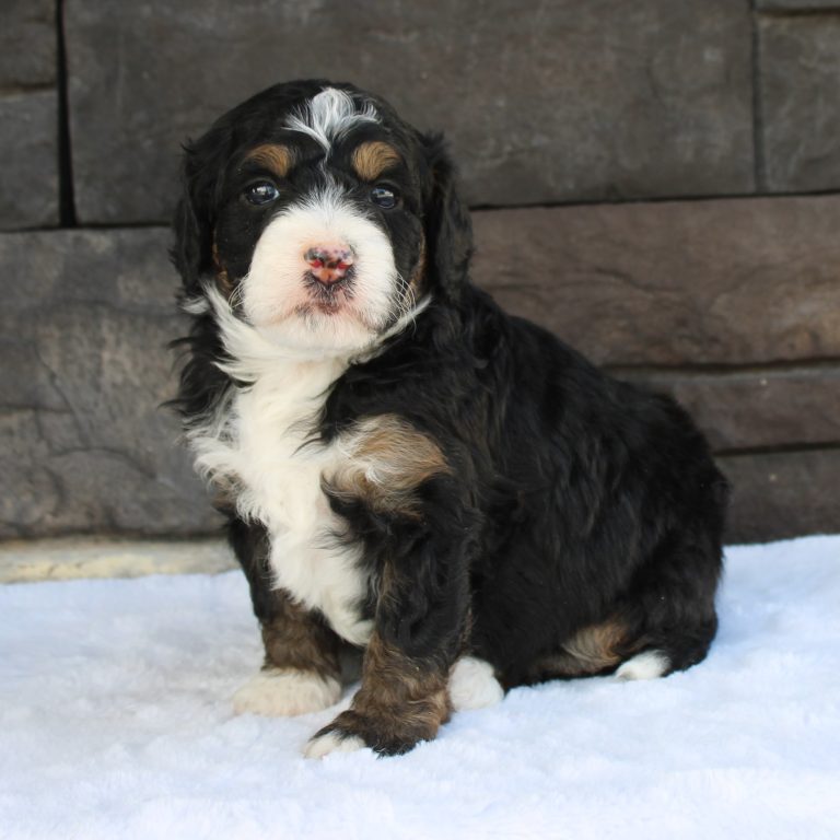 F1b Tiny micro-mini Bernedoodle male black tri-color