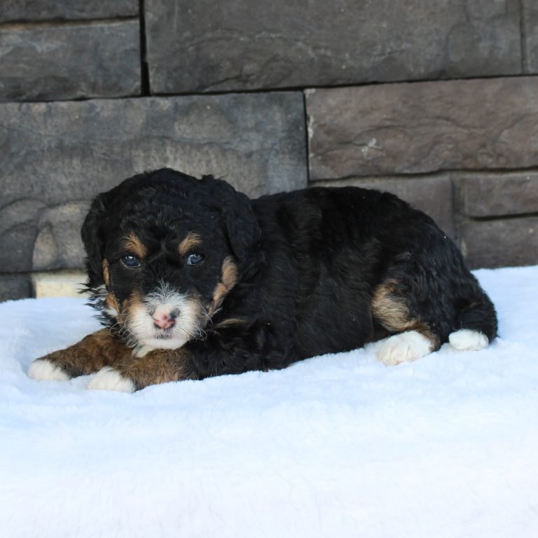 F1b Tiny micro-mini Bernedoodle male black tri-color