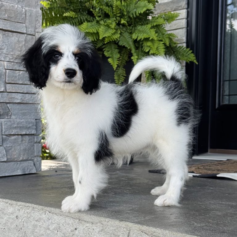 F1b Tiny Bernedoodle black tri-color puppy OFA tested Health tested