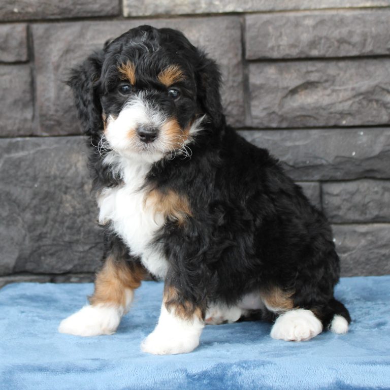 F1b Tiny micro-mini Bernedoodle female black tri-color