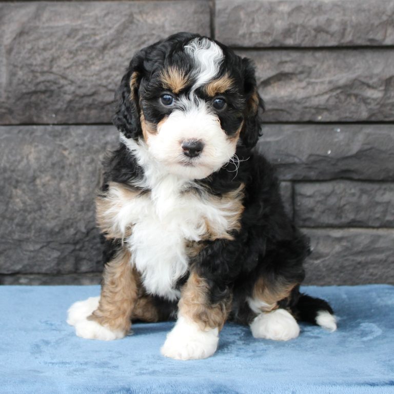 F1b Tiny micro-mini Bernedoodle female black tri-color