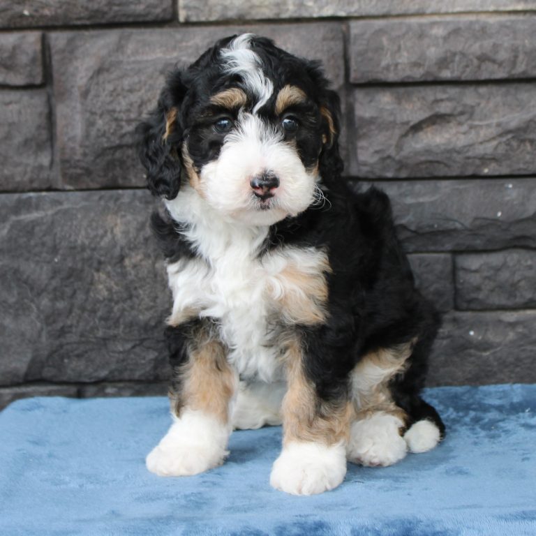 F1b Tiny micro-mini Bernedoodle female black tri-color