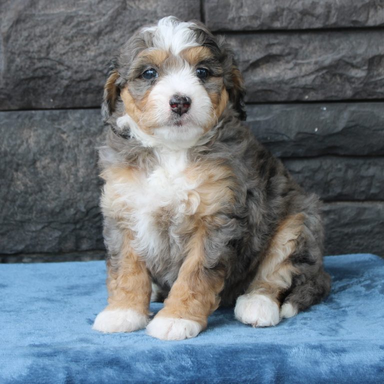 F1b Tiny micro-mini Bernedoodle female blue merle tri-color
