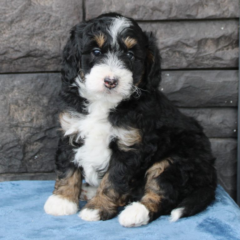 F1b Tiny micro-mini Bernedoodle male black tri-color