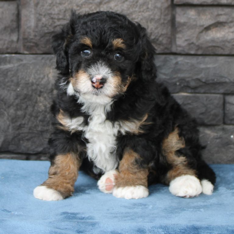 F1b Tiny micro-mini Bernedoodle male black tri-color