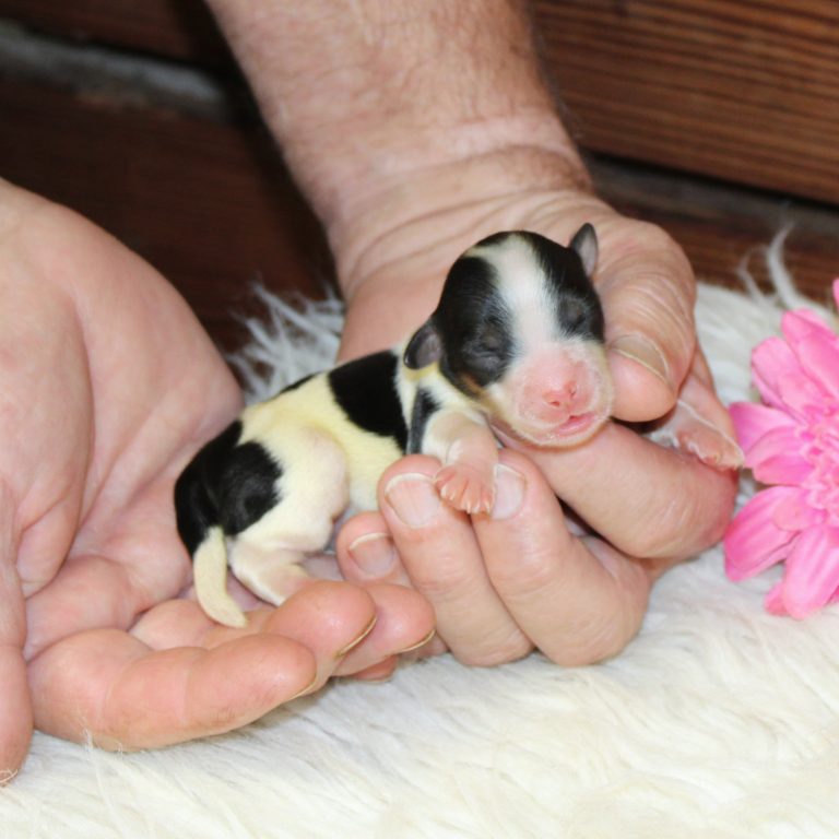 F1b Tiny Bernedoodle female puppy Black tri-color