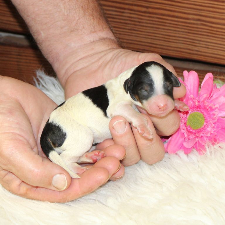 F1b Tiny Bernedoodle female puppy. Black tri-color.