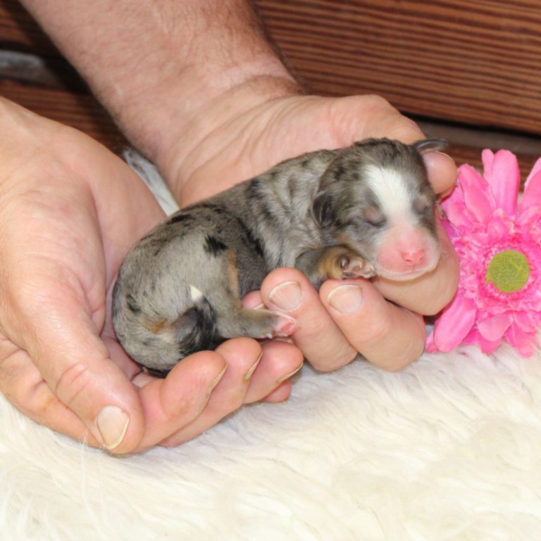 F1b Tiny Bernedoodle female puppy. Blue merle tri-color.