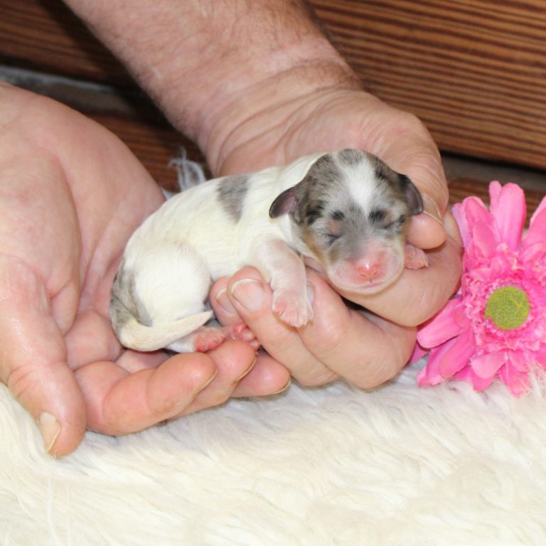 F1b Tiny Bernedoodle female puppy. Blue merle tri-color.