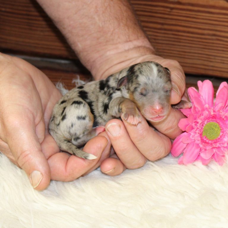 F1b Tiny Bernedoodle female puppy. Blue merle tri-color.