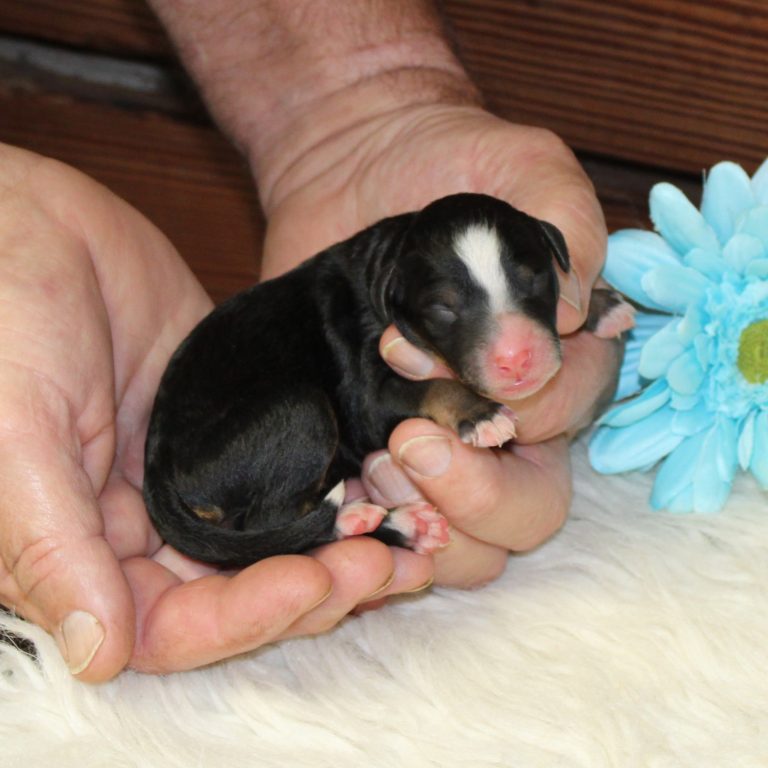 F1b Tiny Bernedoodle male puppy. Black tri-color.
