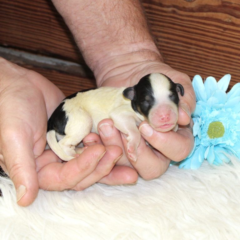 F1b Tiny Bernedoodle male puppy. Black tri-color.