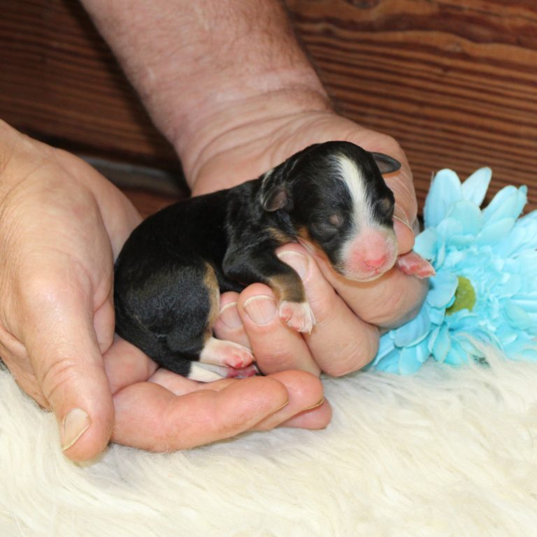 F1b Tiny Bernedoodle male puppy. Black tri-color.