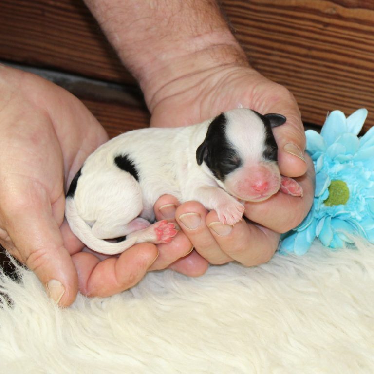 F1b Tiny Bernedoodle male puppy. Black tri-color.