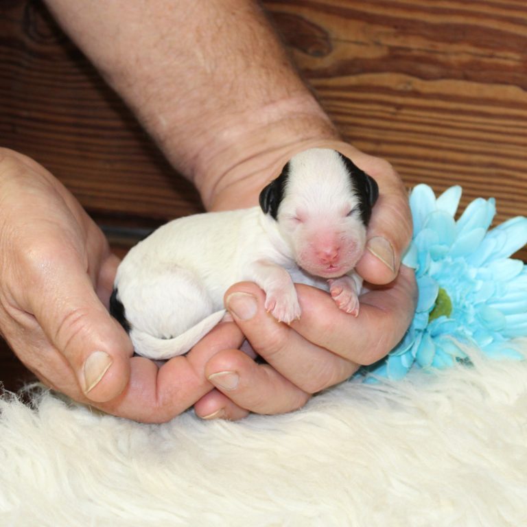 F1b Tiny Bernedoodle male puppy. Black tri-color.